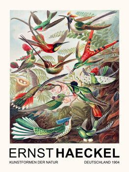 Festmény reprodukció Trochilidae–Kolibris / Birds (Vintage Academia) - Ernst Haeckel