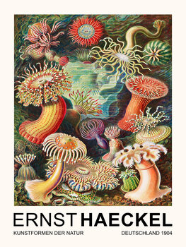 Reprodução do quadro Actiniae–Seeanemonen / Sea Anemones (Vintage Academia) - Ernst Haeckel