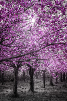 Umjetnička fotografija Cherry blossoms in sunlight