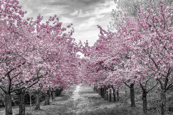 Fotografie de artă Charming cherry blossom alley