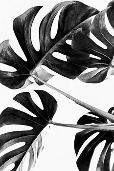 Art Photography Monstera Black and White 05