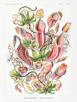 Obraz na plátně Nepenthaceae–Kannenpflanzen (Carnivorous Plants / Academia) - Ernst Haeckel