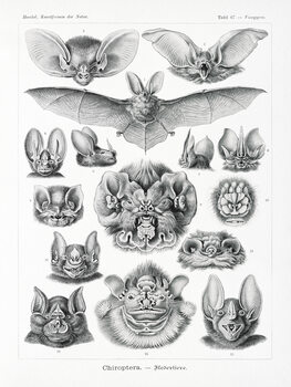 Canvas Print Chiroptera–Fledertiere (Bats / Academia) - Ernst Haeckel