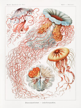 Ilustrácia Discomedusae–Scheibenquallen (Jellyfish / Academia) - Ernst Haeckel