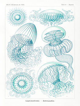 Εκτύπωση καμβά Leptomedusae–Faltenquallen (Jellyfish / Academia) - Ernst Haeckel