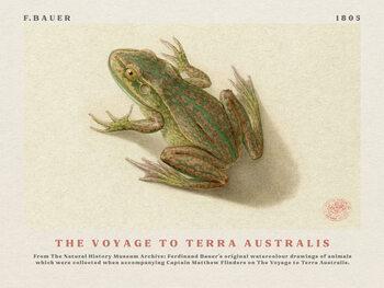 Illustration Watercolour Frog from The Voyage to Terra Australis (Vintage Academia) - Ferdinand Bauer