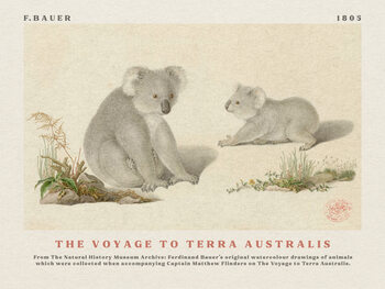 Illustration Watercolour Koalas from The Voyage to Terra Australis (Vintage Academia) - Ferdinand Bauer