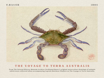 Ilustrare Watercolour Crab from The Voyage to Terra Australis (Vintage Academia) - Ferdinand Bauer