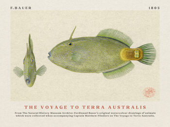 Leinwand Poster Watercolour Spinytail Leatherjacket Fish from The Voyage to Terra Australis (Vintage Academia) - Ferdinand Bauer