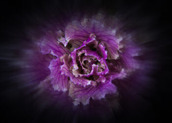Art Photography Backyard Flowers No 42 Color Flow Version