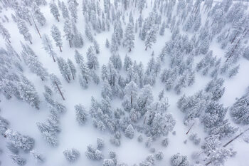 Art Photography Winter Forest