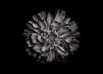 Art Photography Backyard Flowers In Black And White No 79
