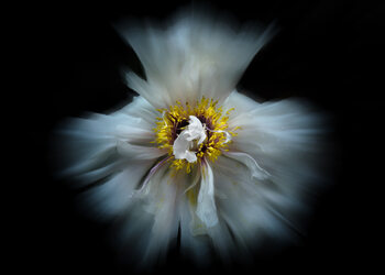 Art Photography Backyard Flowers No 49 Color Flow Version
