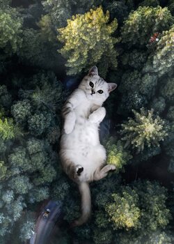 Umělecká fotografie Green Forest and Giant Cat