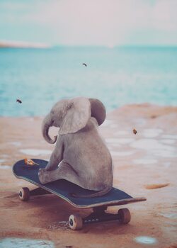 Fotografie de artă Baby elephant on skateboard