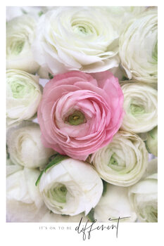 Art Photography Vintage pink ranunculus photography Different