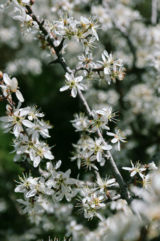 Umjetnička fotografija Spring flowering branches