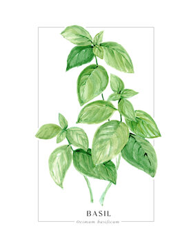 Ilustrace Basil loose watercolor