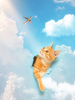 Fotografia artistica Kitten piercing the blue sky with plane