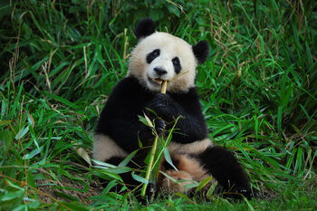 Art Photography Panda in bamboo