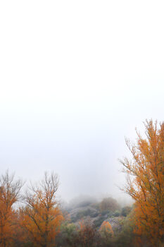 Umělecká fotografie Foggy fall day II