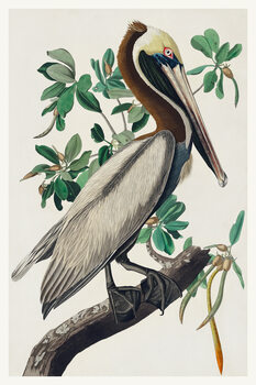 Canvas Print The Brown Pelican (Birds) - John James Audubon
