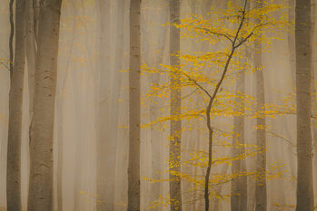 Photographie artistique Forest in fall