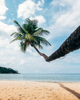 Umělecká fotografie Palm-tree at the beach