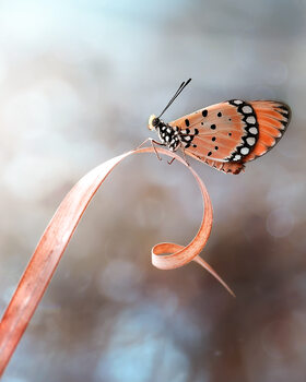 Umetniška fotografija The Butterfly