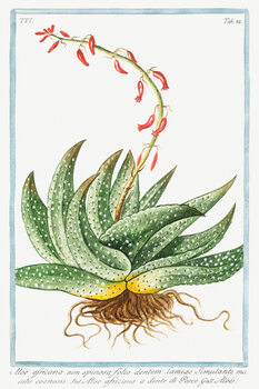 Festmény reprodukció Spineless Africa Aloe (Plant Illustration) - Giorgio Bonelli