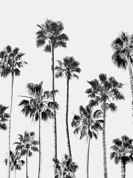 Fotografie Black & White Palms 3