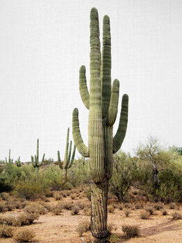 Cacti & Desert