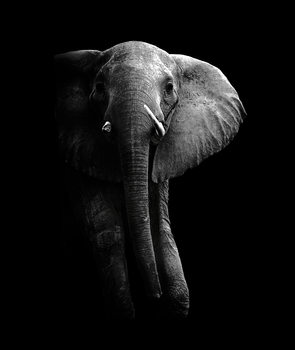 Umjetnička fotografija Elephant!