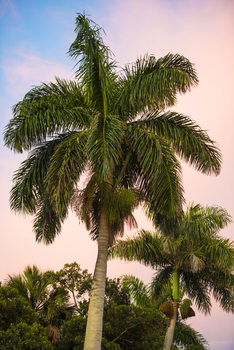 Taide valokuvaus Palm Trees at Sunset