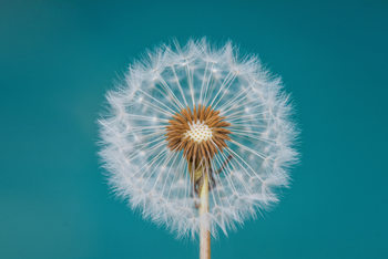 Umělecká fotografie Dandelion