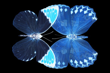 Art Photography MISS BUTTERFLY DUO FORMOIA - X-RAY Black Edition
