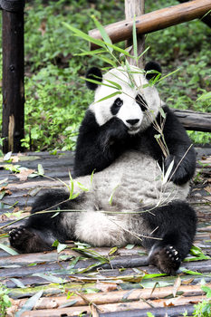 Fotografia artistica China 10MKm2 Collection - Giant Panda