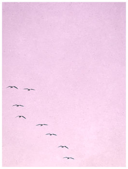 Ilustração borderpinkbirds