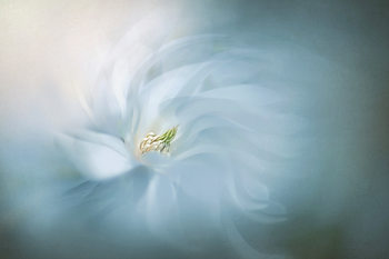 Art Photography Floral Ballet