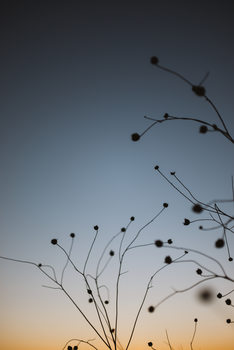 Photographie artistique Plants with sunset sky