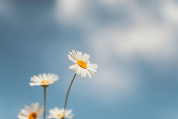 Umetniška fotografija Flowers with a background sky