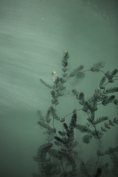 Art Photography Underwater plants