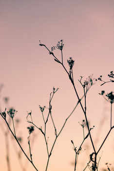 Художествена фотография Dried plants on a pink sunset