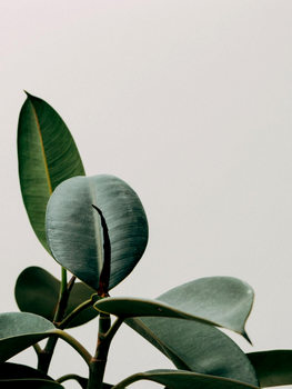 Kuva plant leaf
