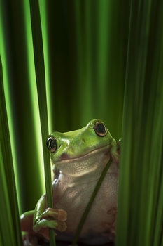 Art Photography Green Frog