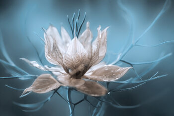 Art Photography Nigella