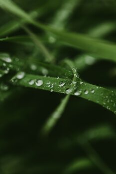 Konstfotografering Mystical grass