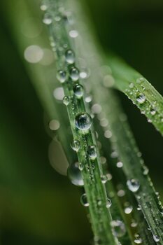 Umjetnička fotografija Drops on plants