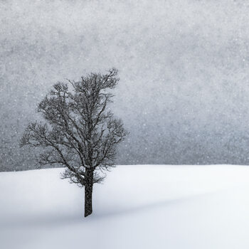 Umělecká fotografie LONELY TREE Idyllic Winterlandscape