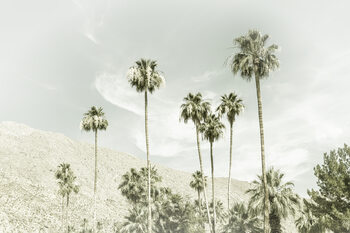 Umělecká fotografie Palm Trees in the desert | Vintage